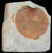 Detailed Fossil Leaf (Zizyphoides) - Montana #68301-1